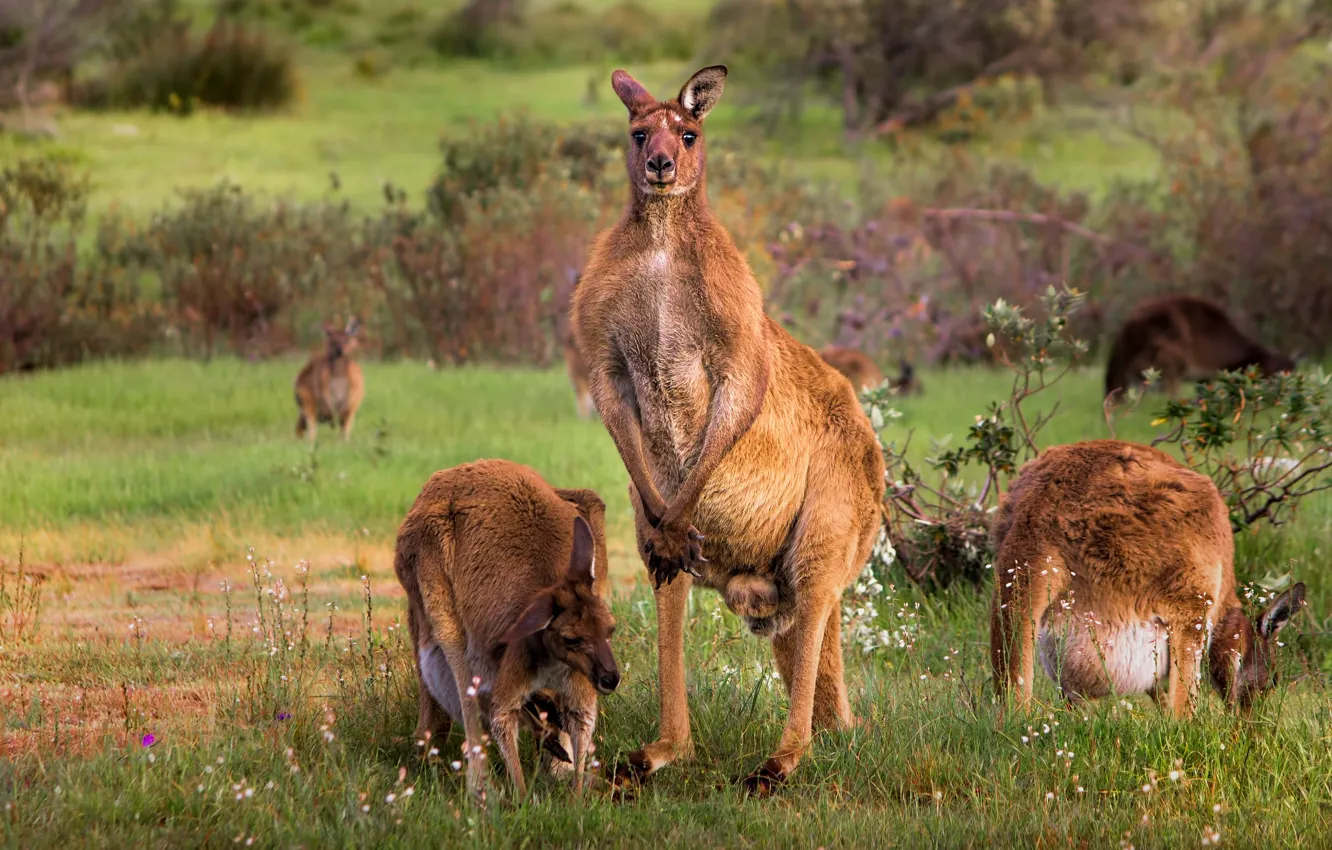Photo wallpaper greens, pose, glade, Australia, kangaroo, trio