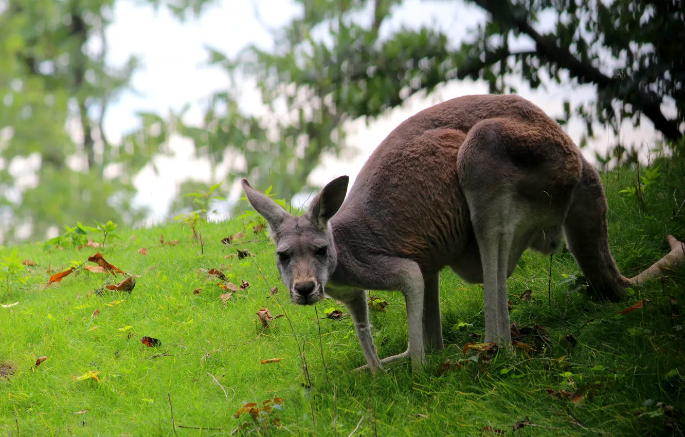 Photo wallpaper grass, pose, kangaroo