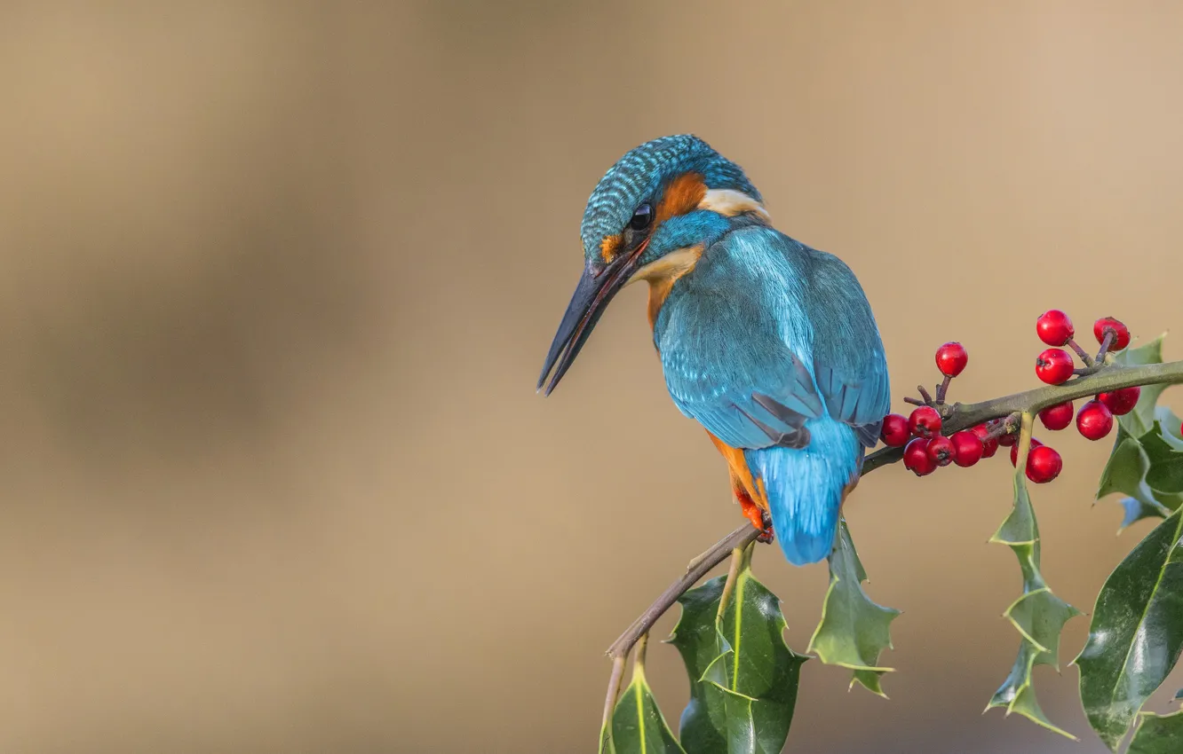Photo wallpaper branches, berries, bird, kingfisher