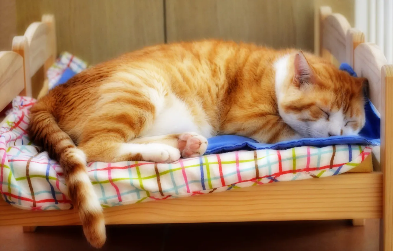 Photo wallpaper cat, cat, face, pose, comfort, background, stay, bed