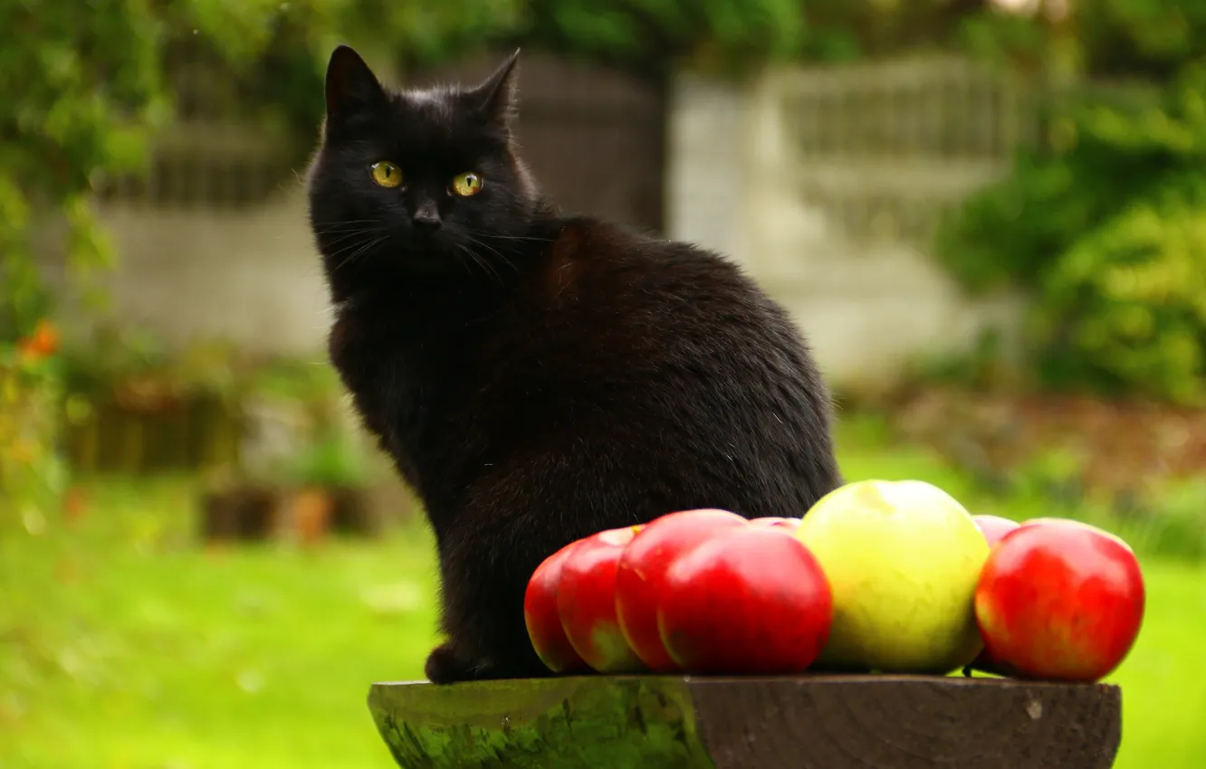 Photo wallpaper greens, cat, summer, cat, look, pose, apples, garden