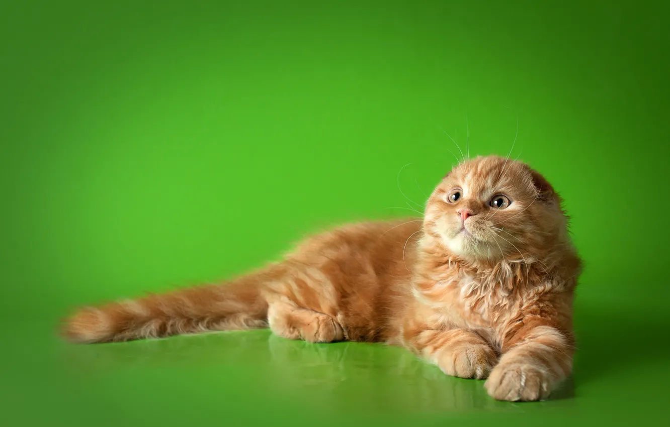 Photo wallpaper cat, cat, fold, red, lies, green background