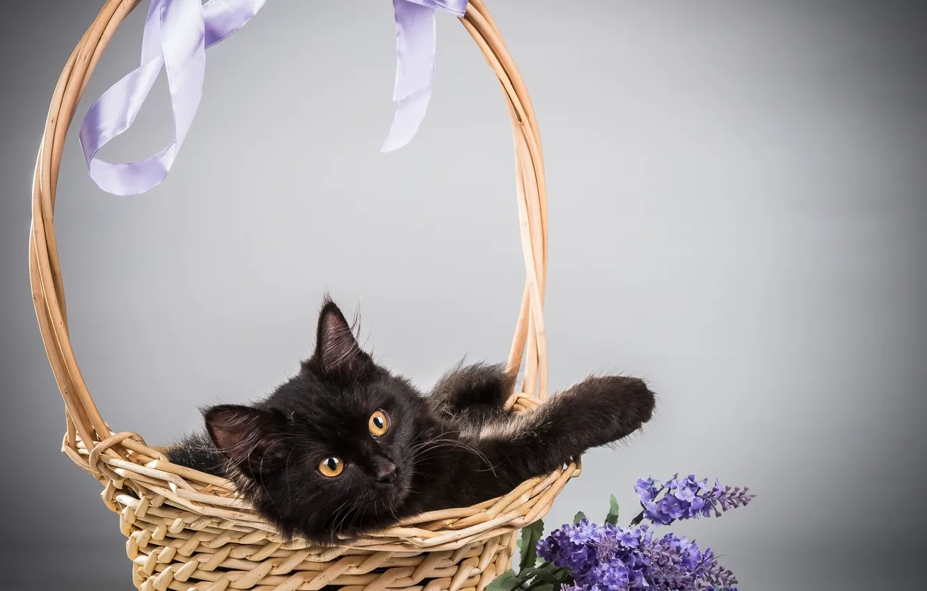 Photo wallpaper cat, cat, flowers, background, basket, lilac
