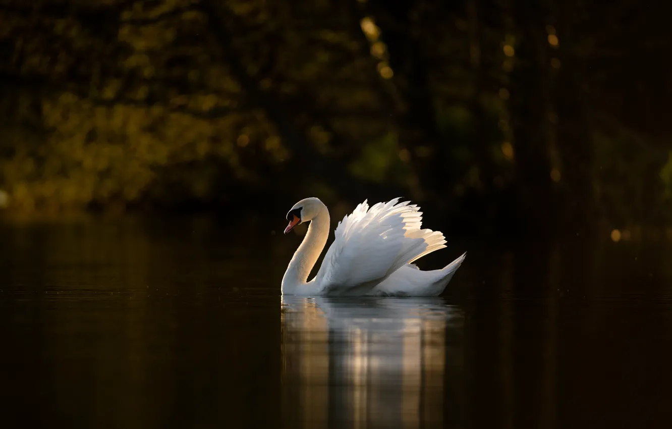 Photo wallpaper white, the dark background, bird, swans, pond