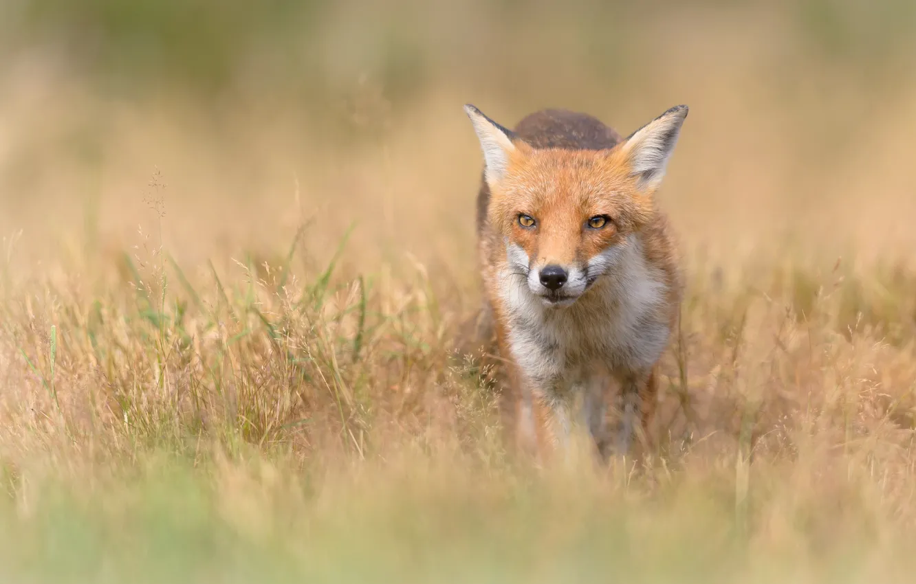 Photo wallpaper field, grass, look, face, glade, Fox, red, bokeh