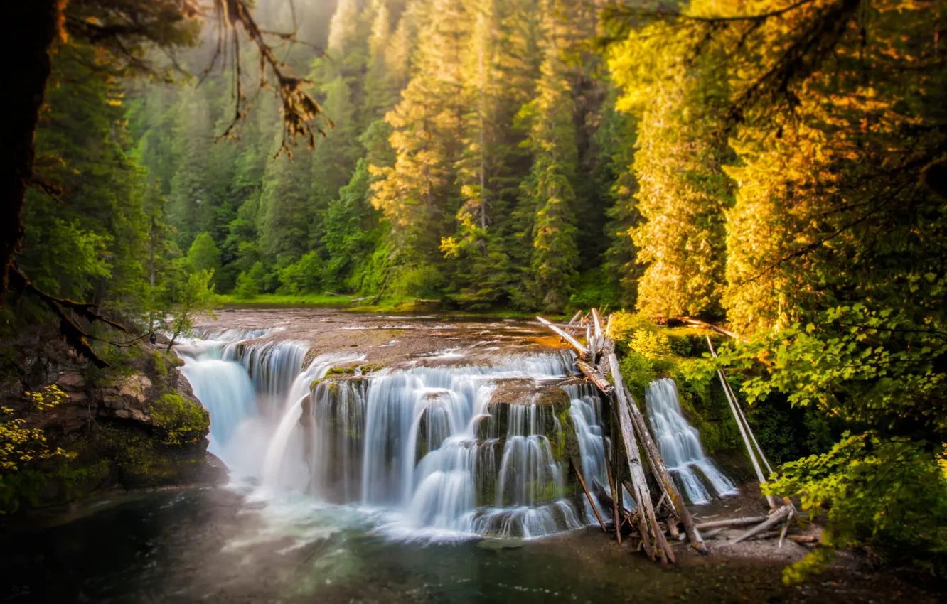Photo wallpaper forest, river, waterfall, Lower Lewis River Falls