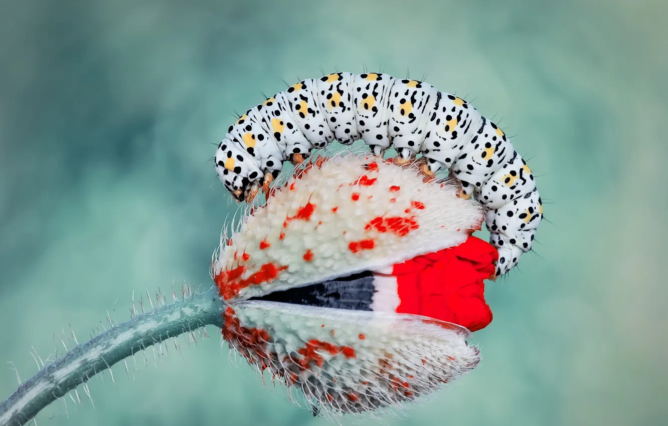 Photo wallpaper macro, flowers, caterpillar, Mac, buds