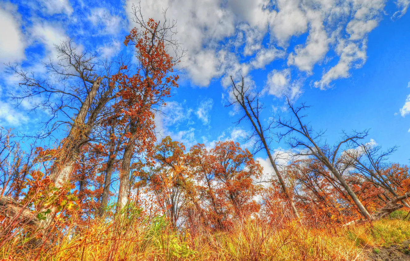 Photo wallpaper autumn, the sky, grass, clouds, trees