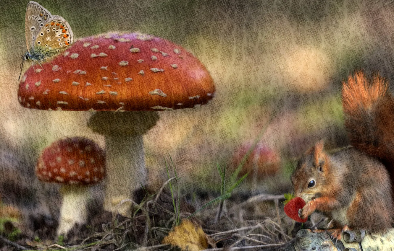 Photo wallpaper autumn, forest, rendering, butterfly, mushrooms, treatment, texture, protein