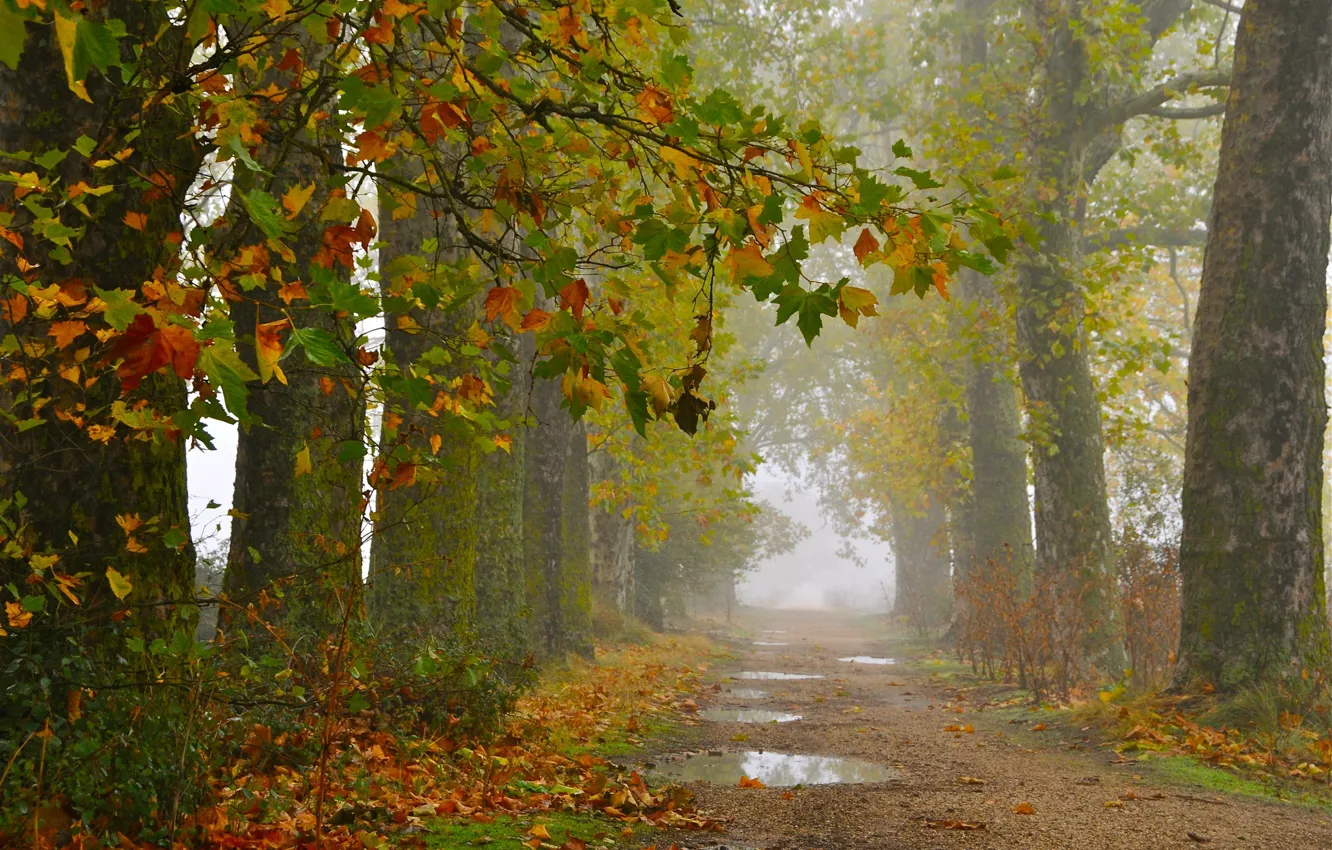 Photo wallpaper road, autumn, trees, after the rain