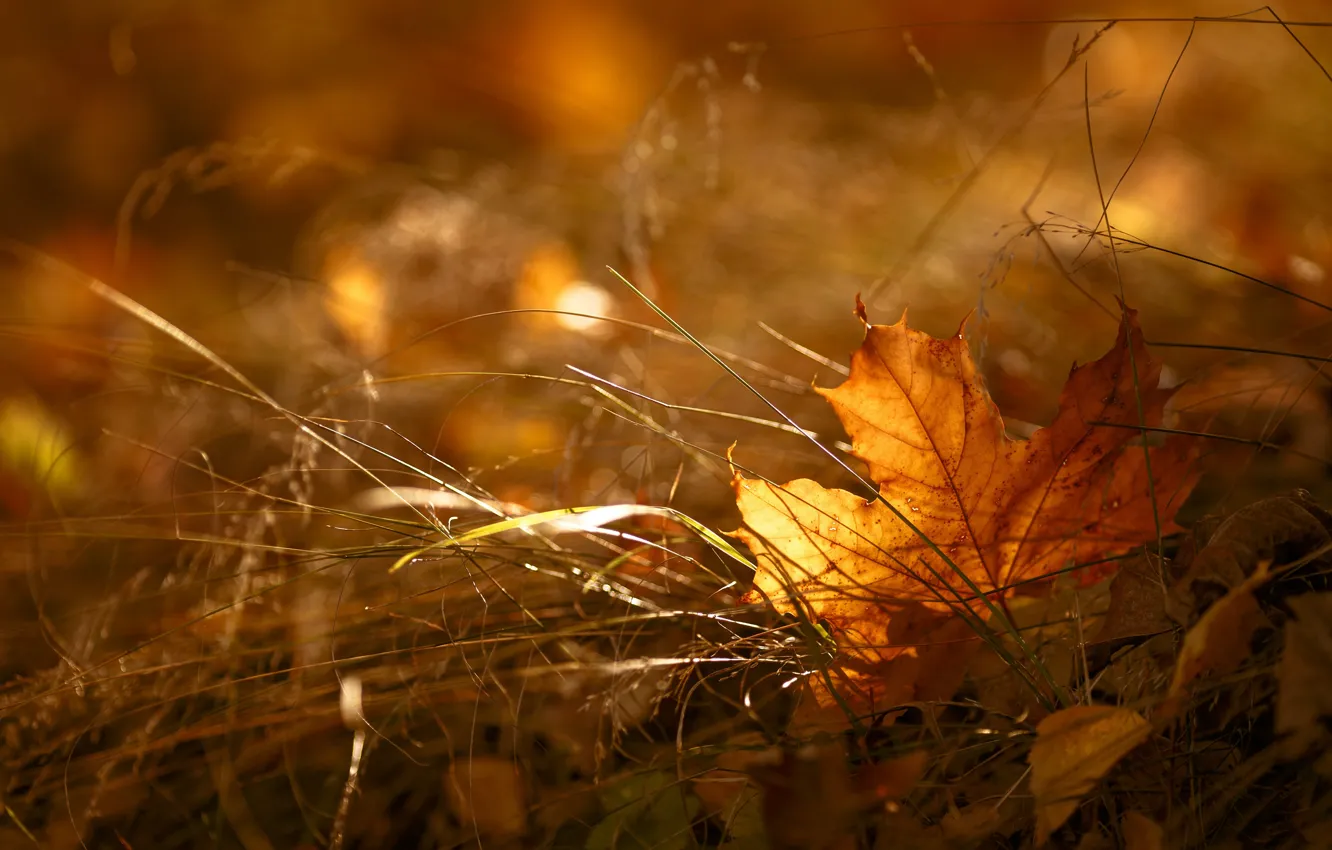 Photo wallpaper autumn, grass, leaf, maple, autumn