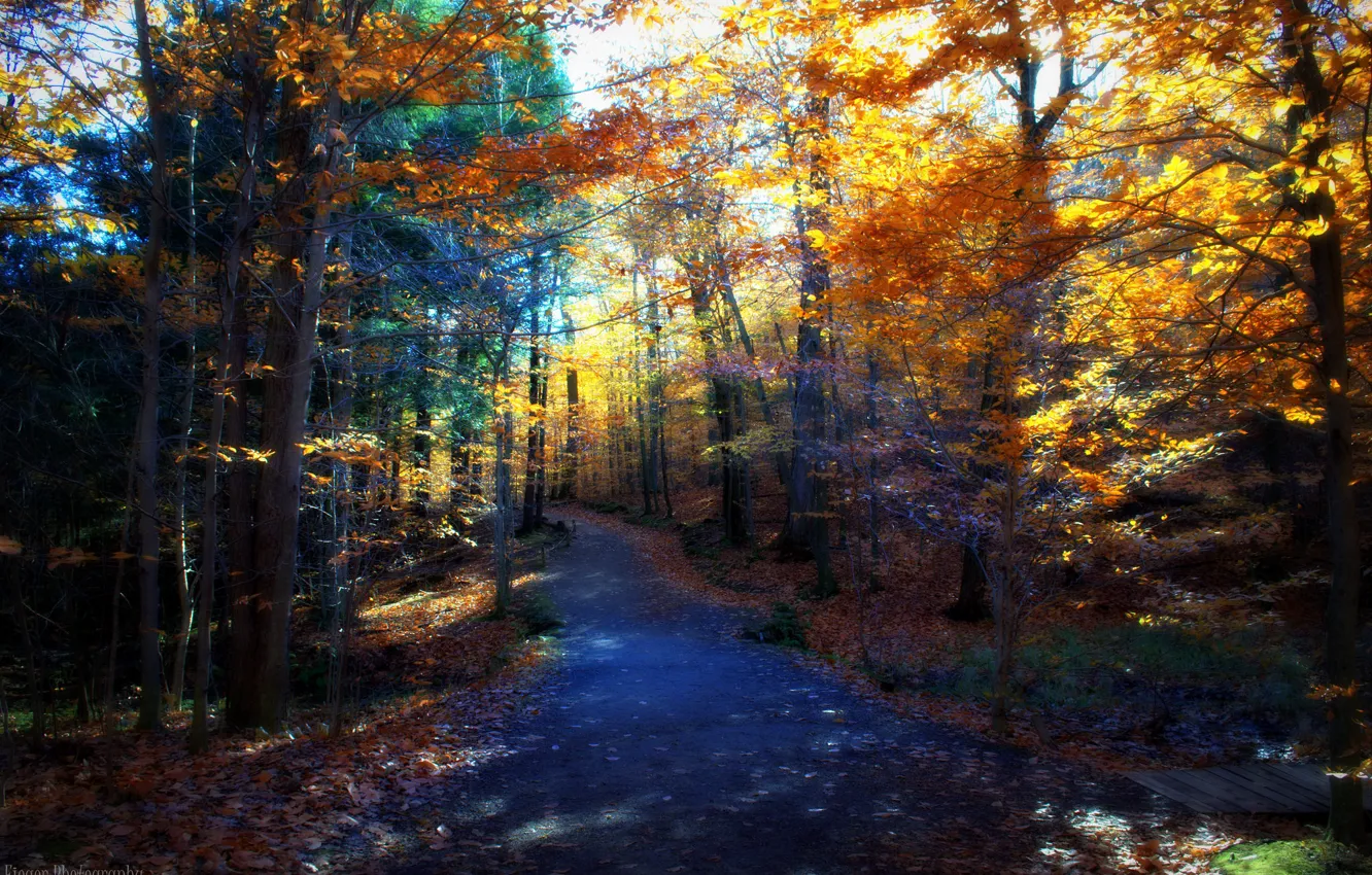 Photo wallpaper road, autumn, trees, nature, day