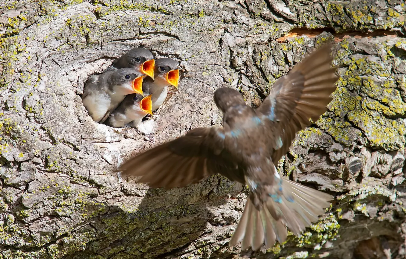 Photo wallpaper birds, nature, swallows