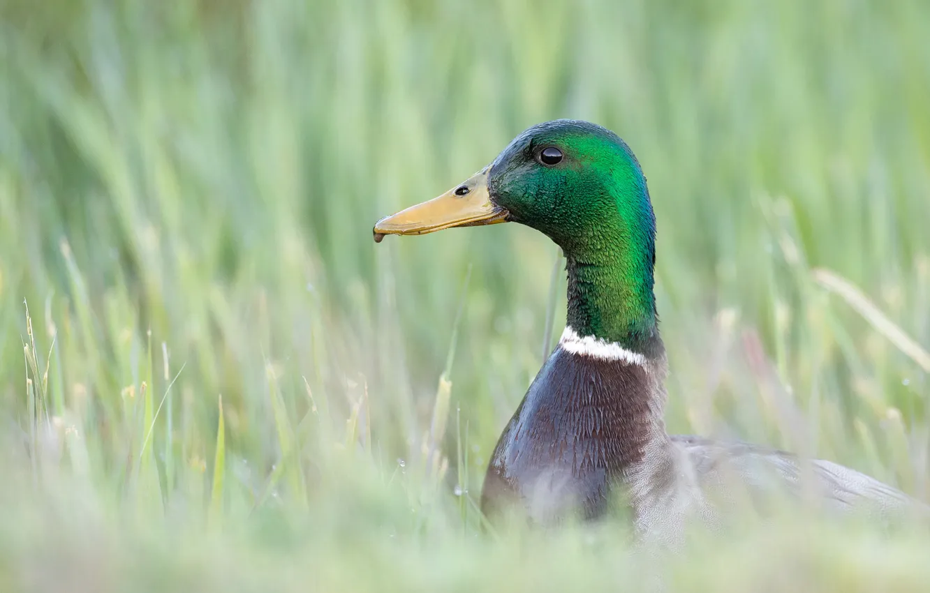 Photo wallpaper grass, look, drops, green, background, bird, glade, duck