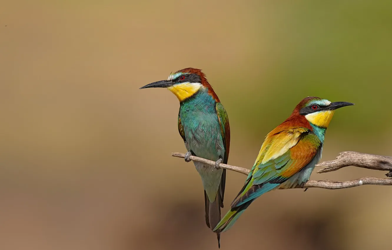 Photo wallpaper birds, background, branch, pair, female, male, two pieces, bee-eaters