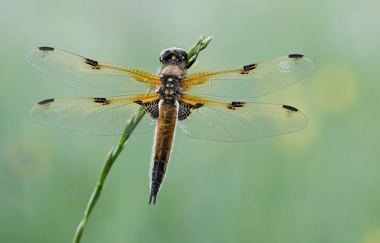 Photo wallpaper macro, background, dragonfly, stem
