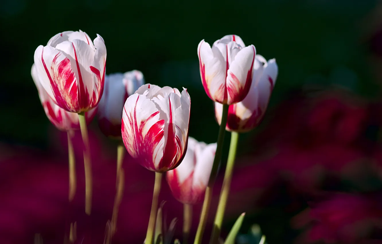 Photo wallpaper petals, garden, meadow, tulips