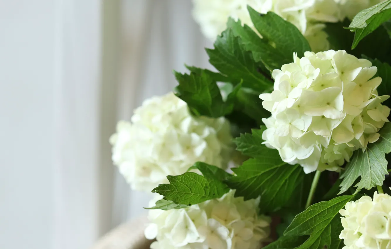 Photo wallpaper flowers, bouquet, white, light background, hydrangea