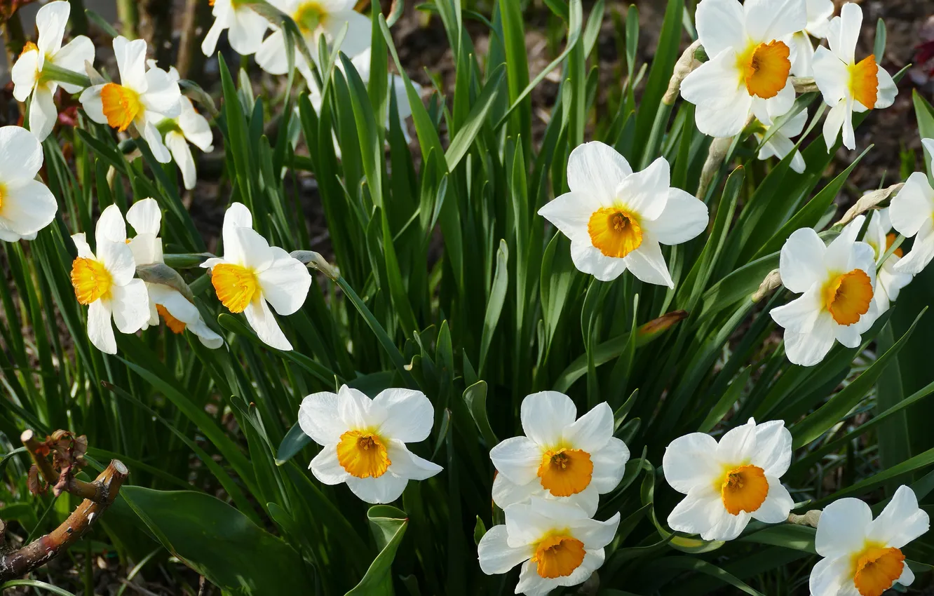 Photo wallpaper light, flowers, spring, garden, white, flowerbed, the bushes, daffodils