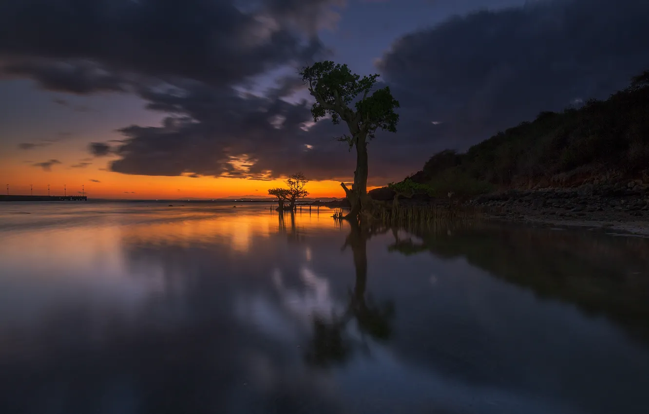 Photo wallpaper trees, the evening, tide, glow