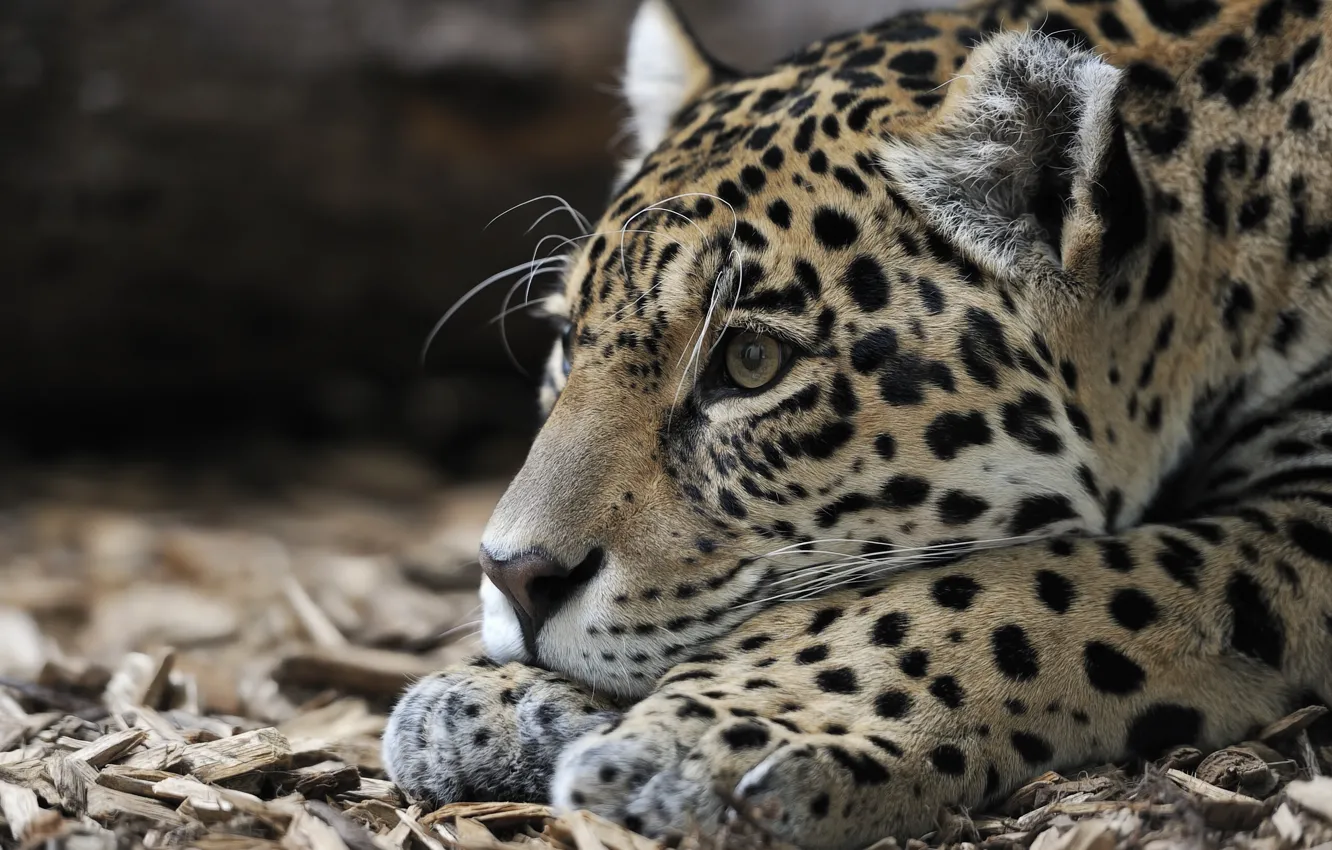Photo wallpaper animal, predator, head, Jaguar