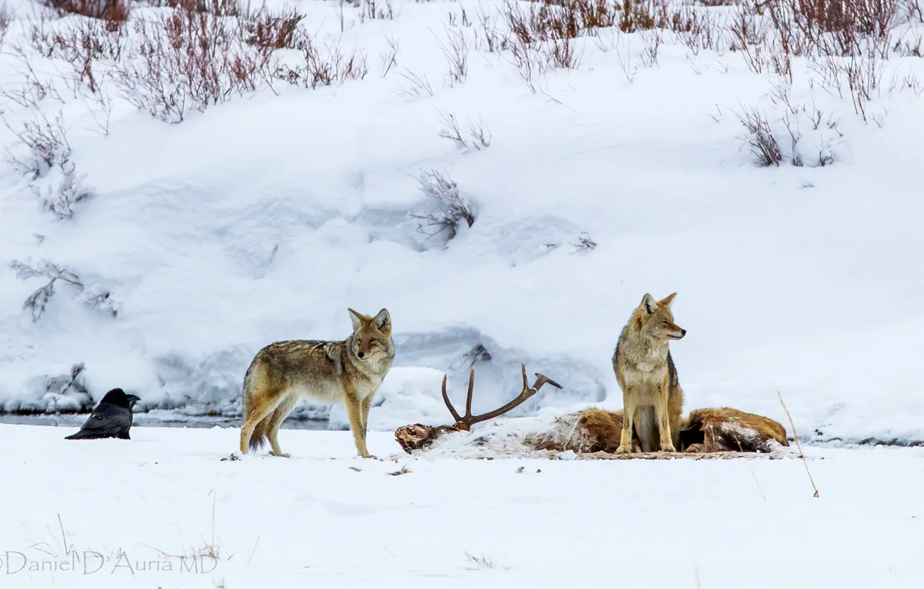 Photo wallpaper FOREST, SNOW, WOLVES, BLOOD, WINTER, HORNS, The VICTIM, PACK