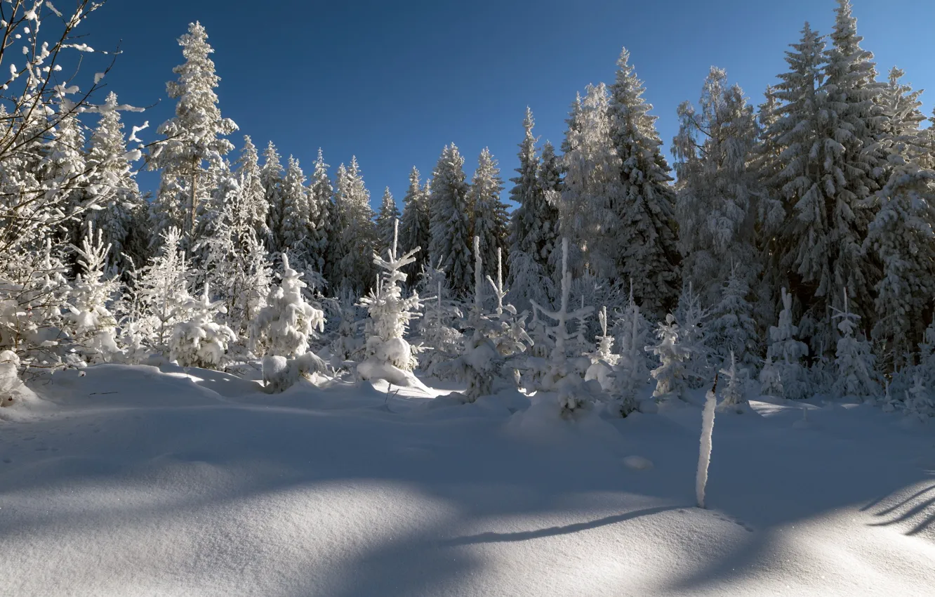 Photo wallpaper winter, forest, snow, trees, ate, the snow