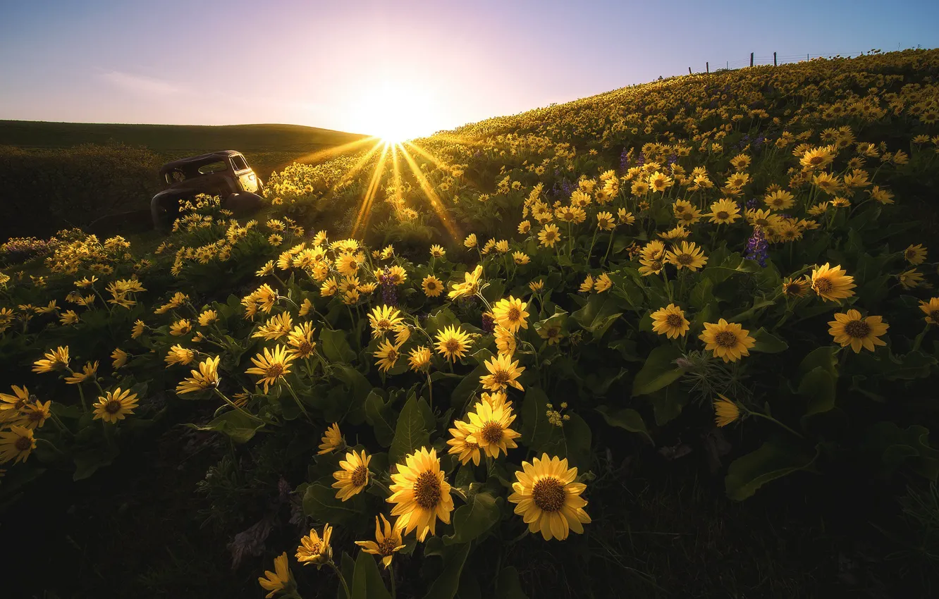 Photo wallpaper field, machine, summer, the sky, the sun, rays, light, sunflowers