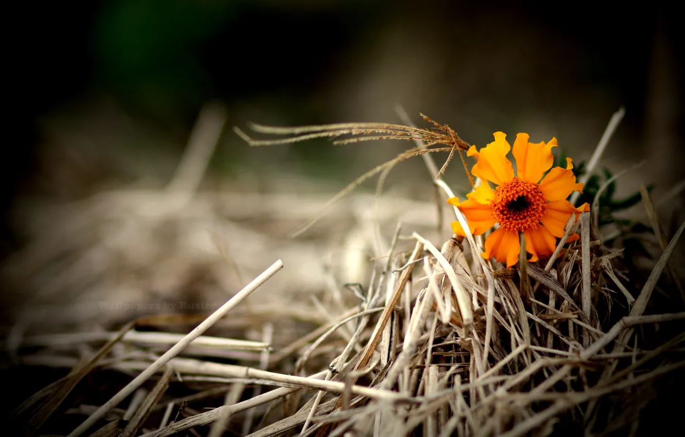 Photo wallpaper grass, orange, flowers, Dry
