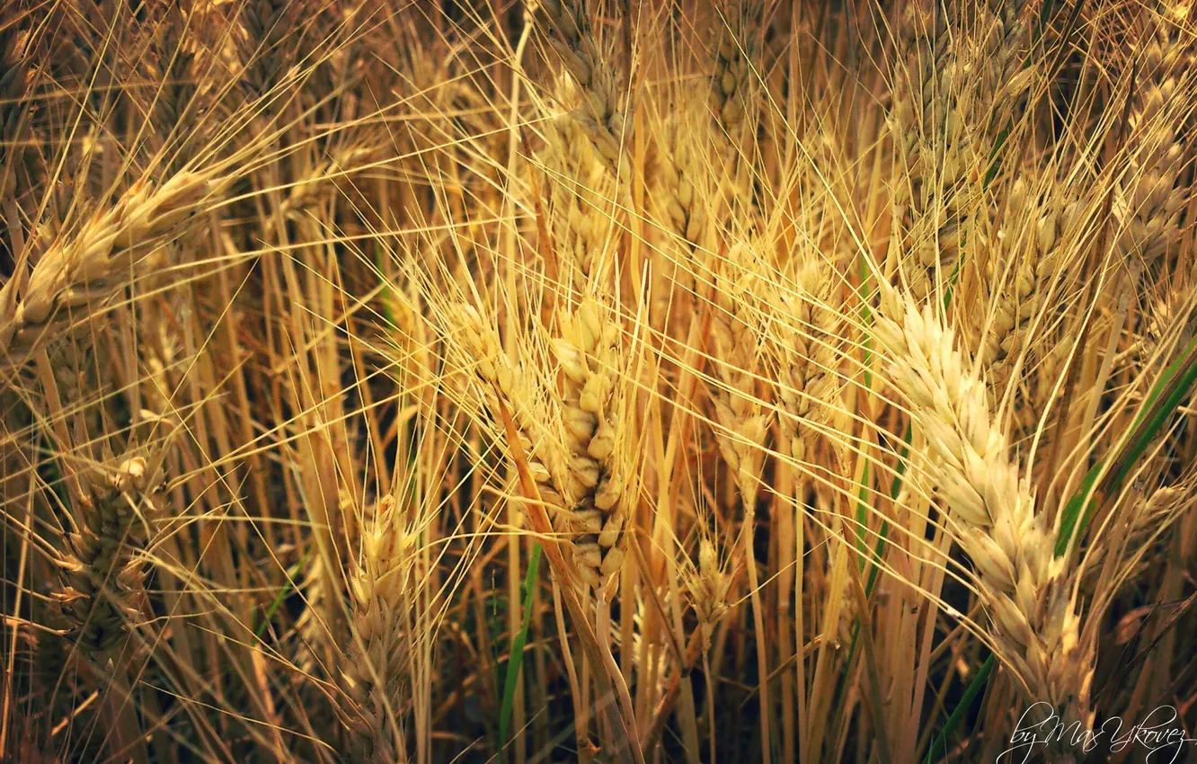 Photo wallpaper wheat, macro, plant, rye