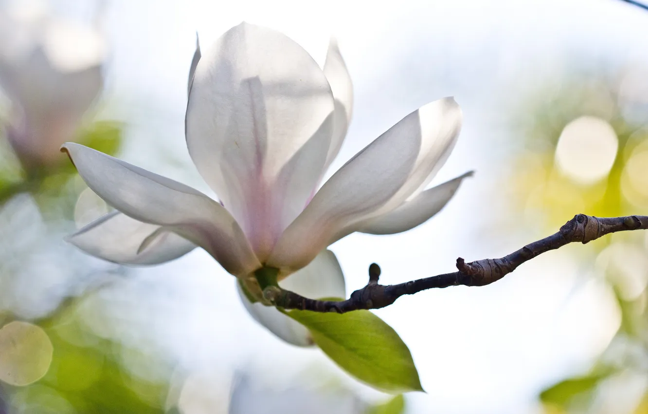 Photo wallpaper white, flowers, branches, glare, Magnolia