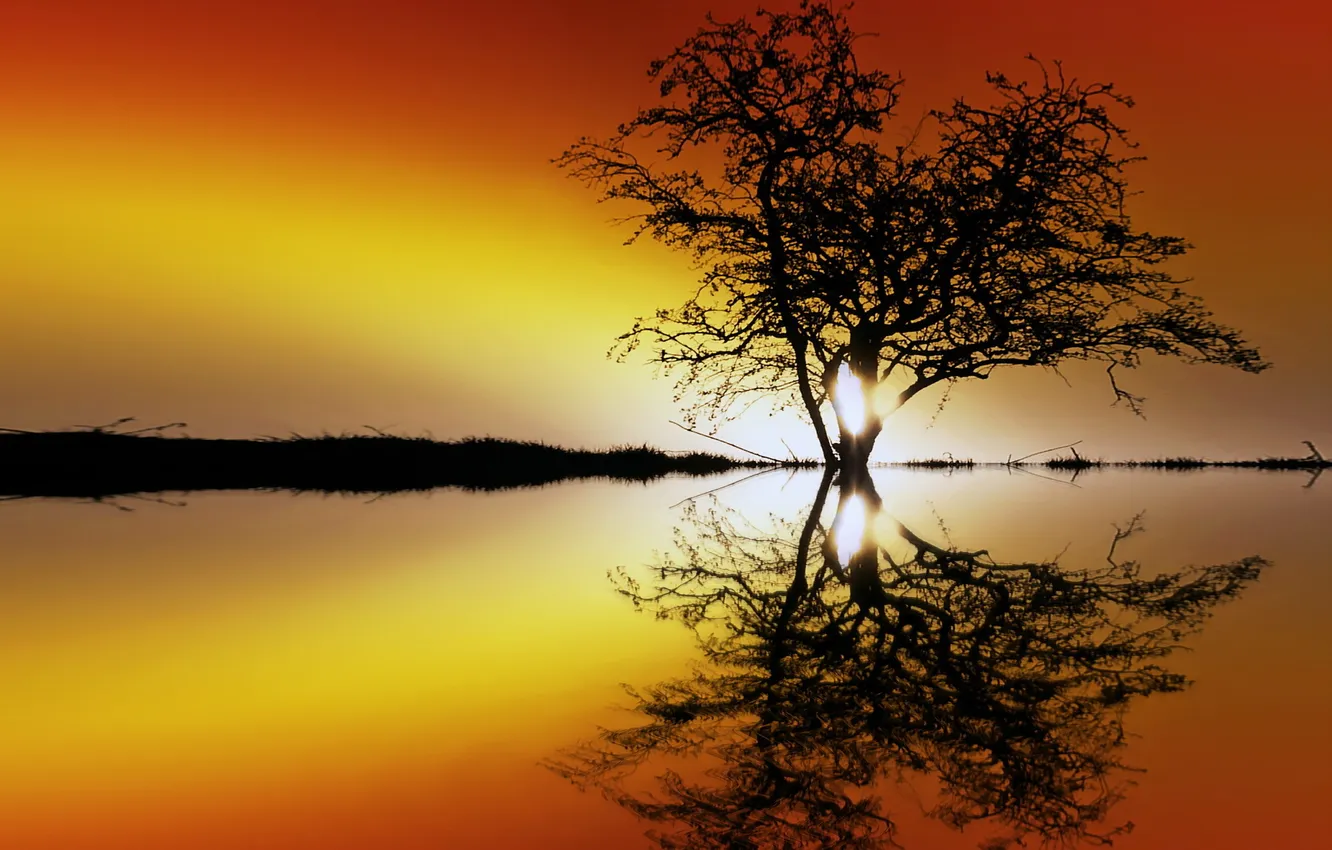 Photo wallpaper landscape, sunset, tree