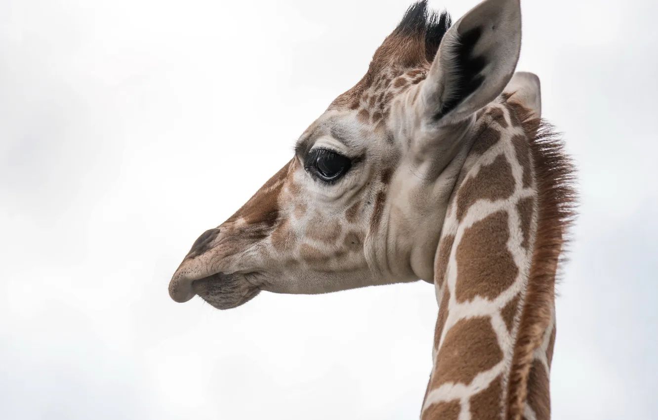 Photo wallpaper nature, background, giraffe