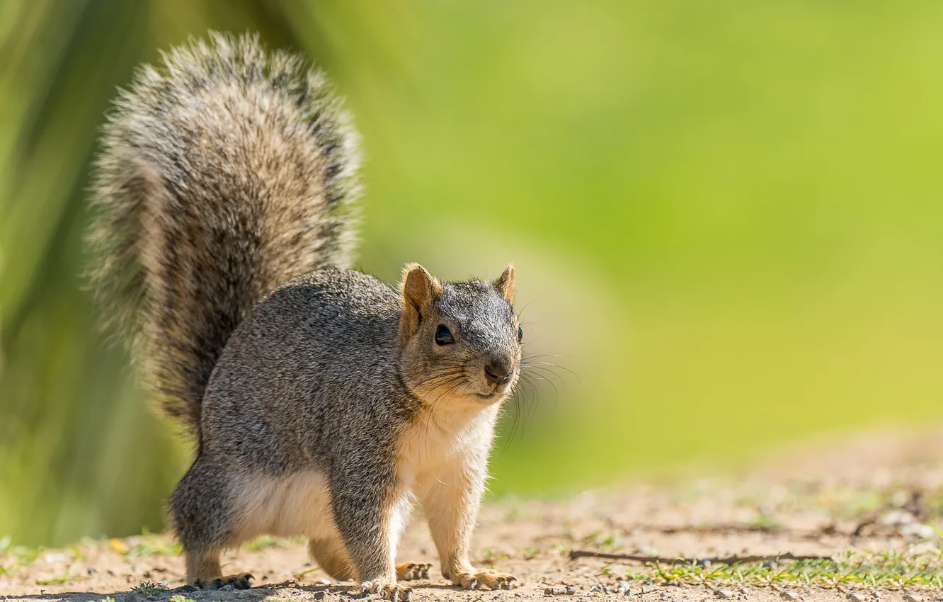 Photo wallpaper protein, pussy, rodent