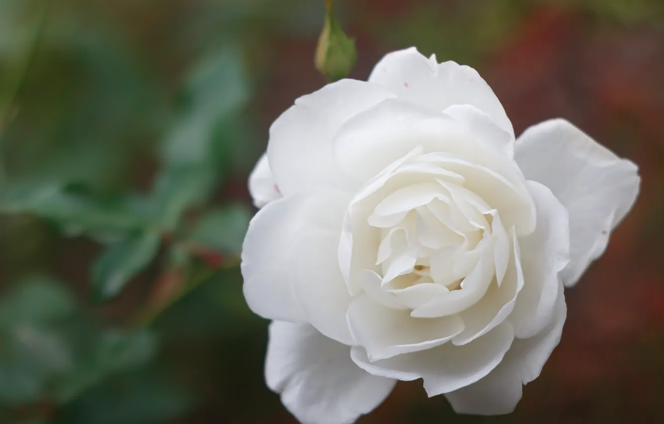 Photo wallpaper flower, white rose, rose flower