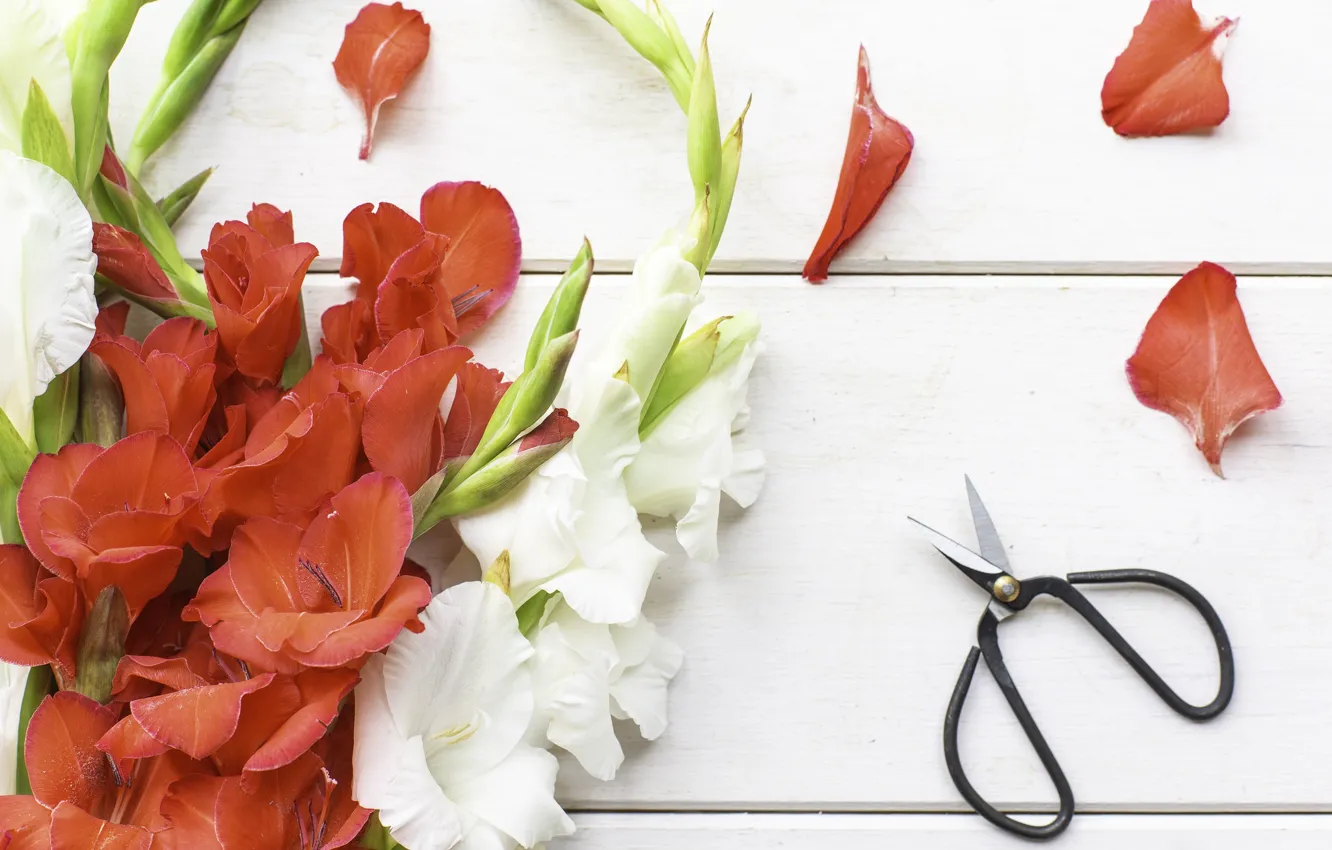 Photo wallpaper flowers, bouquet, scissors, gladiolus
