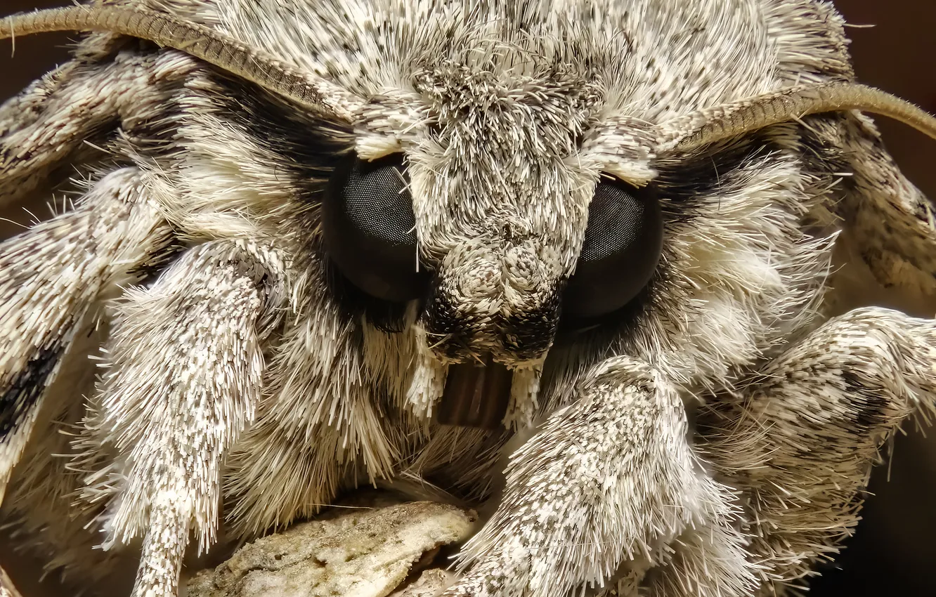 Photo wallpaper Moth, insect, head