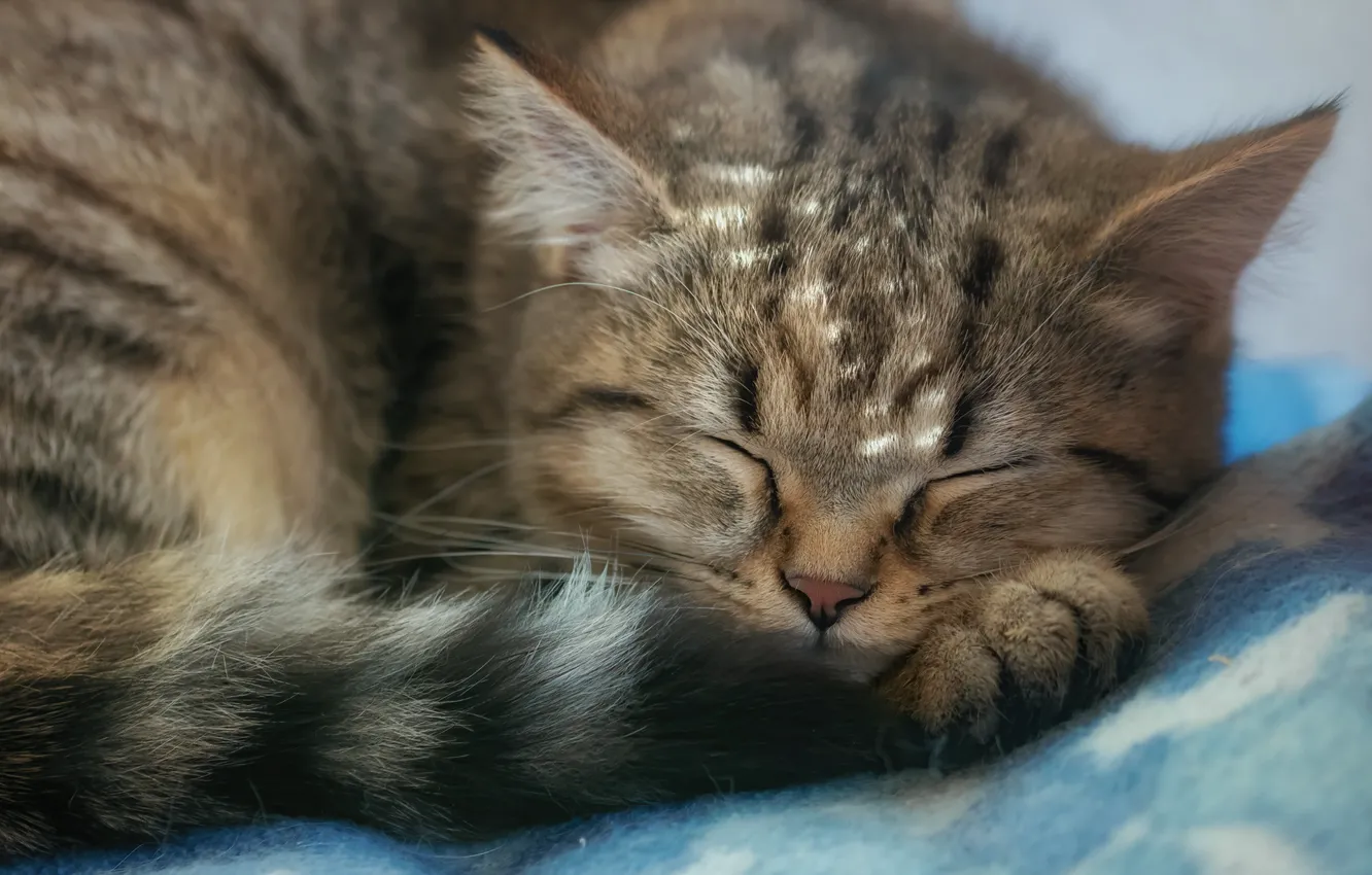 Photo wallpaper cat, muzzle, sleeping