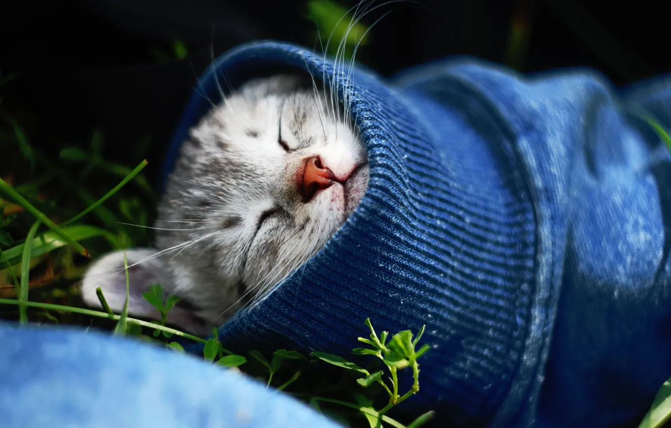 Photo wallpaper cat, cat, sleeping, kitty, sleeve