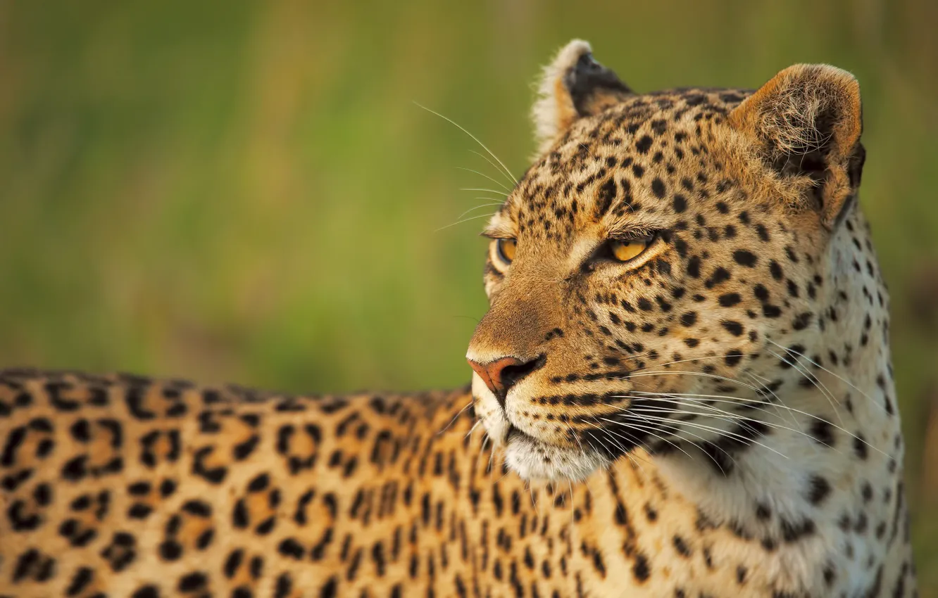 Photo wallpaper look, face, portrait, leopard, green background, proud, important