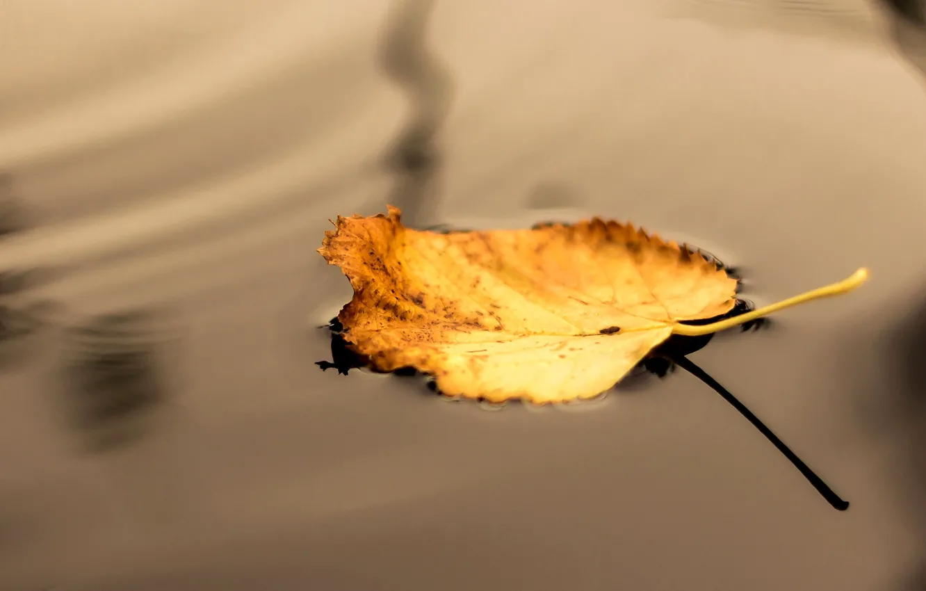 Photo wallpaper autumn, leaves, water, macro, yellow, nature, shadow