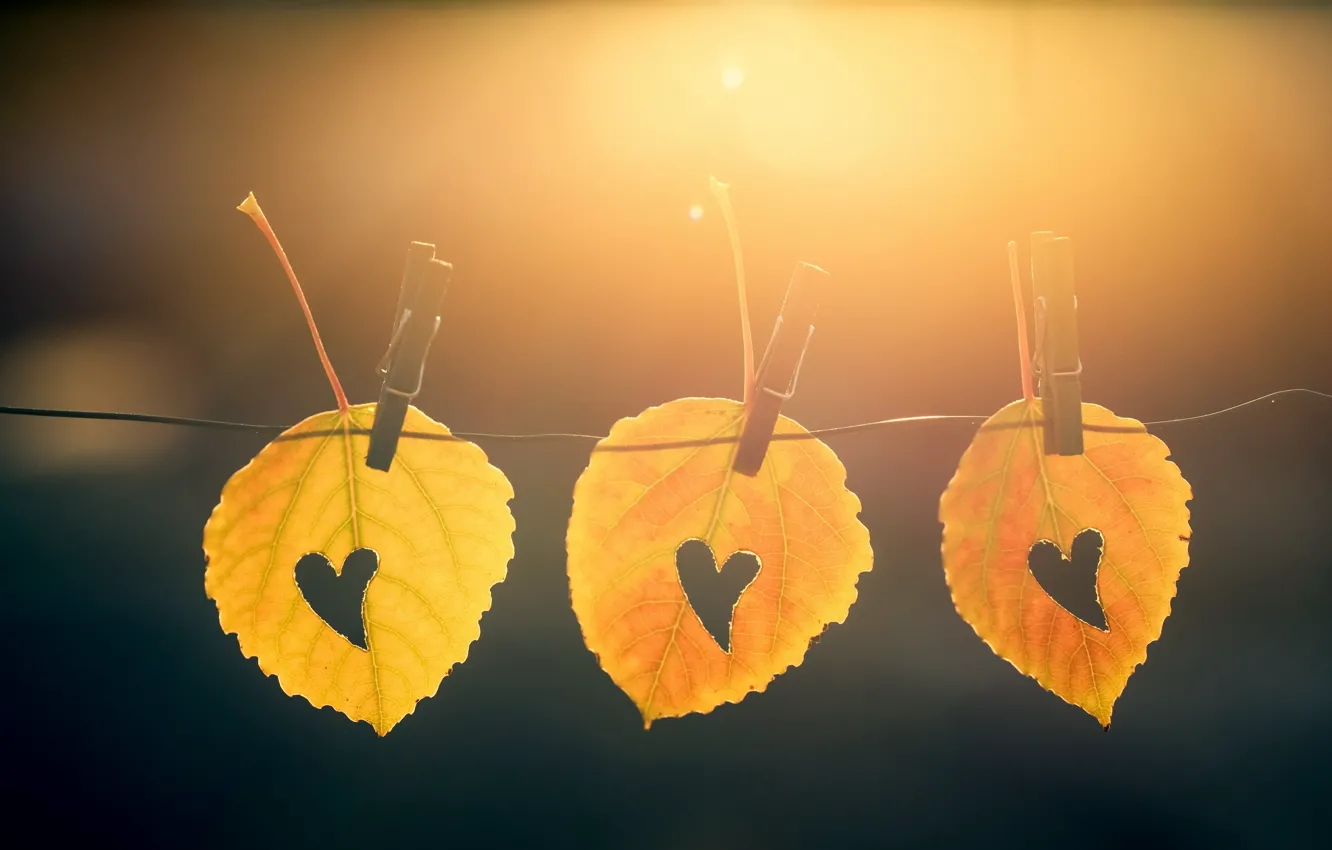 Photo wallpaper autumn, leaves, nature, clothespins