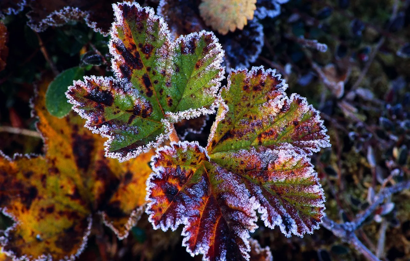 Photo wallpaper frost, autumn, leaves
