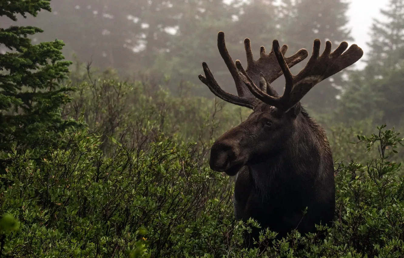 Photo wallpaper forest, nature, moose