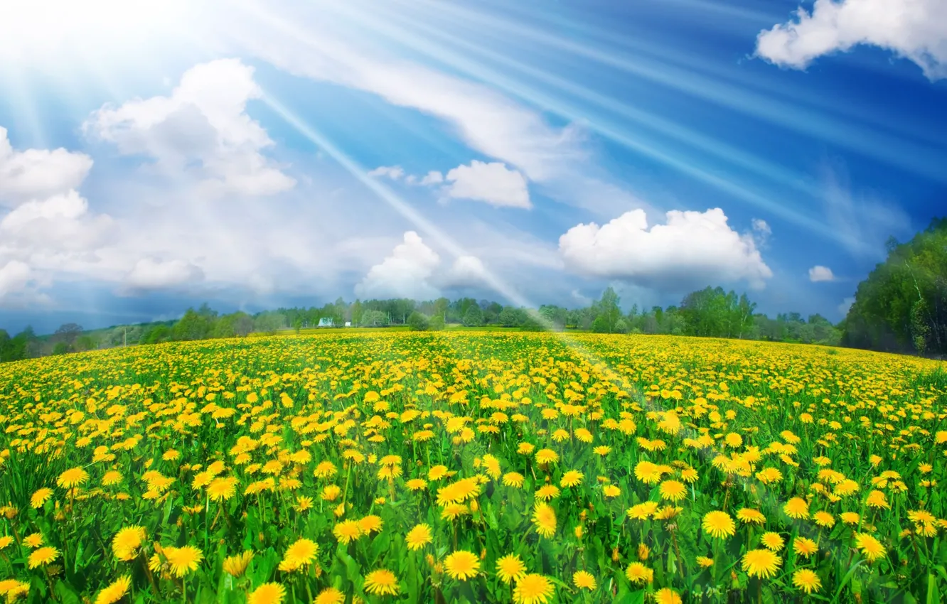 Photo wallpaper summer, the sky, light, meadow, dandelions