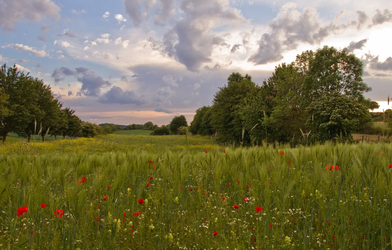 Photo wallpaper field, summer, trees, glade, rye, Maki, ears, rye