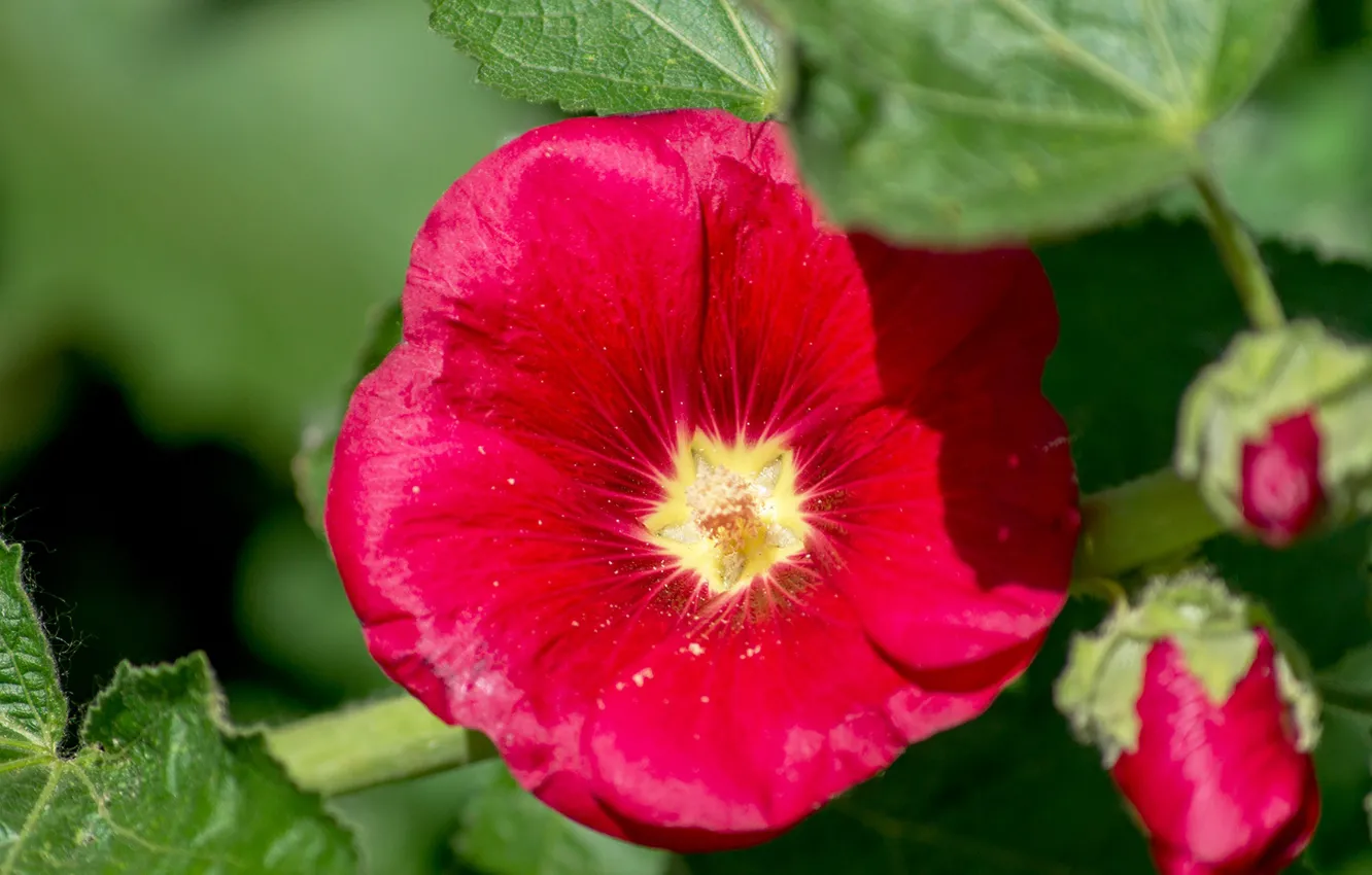 Photo wallpaper macro, red, mallow