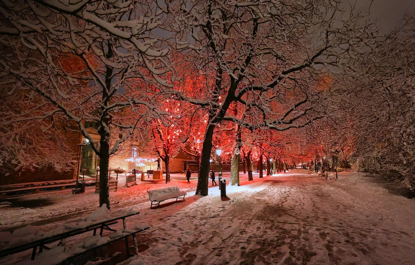 Photo wallpaper winter, light, snow, trees, nature, Park, the evening