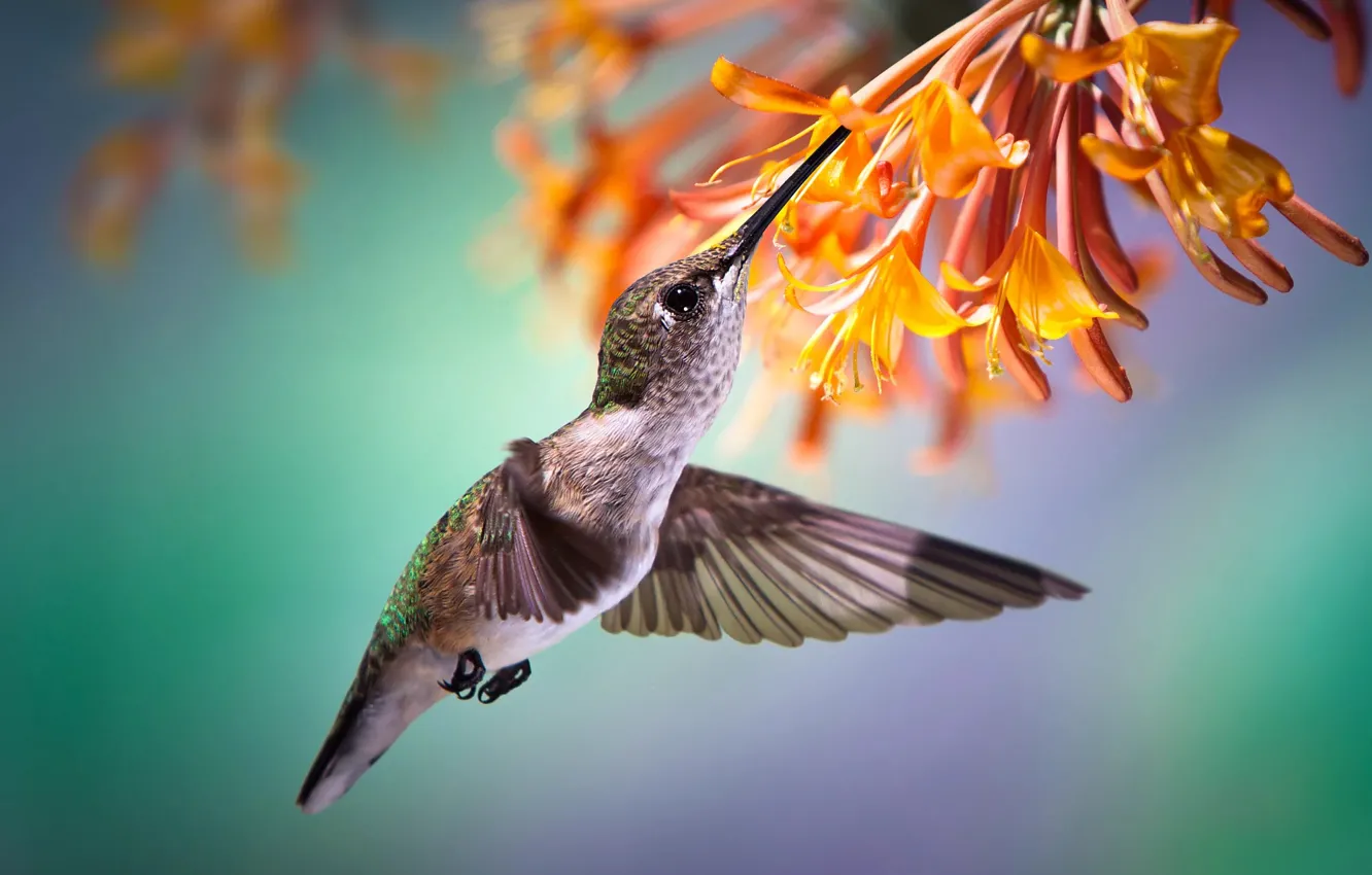 Photo wallpaper flight, flowers, tropics, nectar, Hummingbird, bird