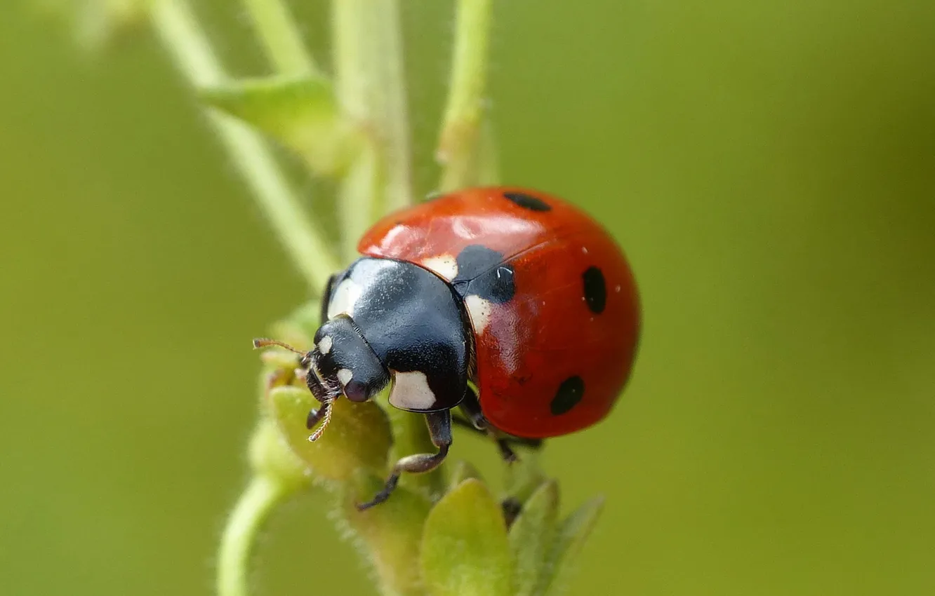 Photo wallpaper plant, ladybug, stem, insect